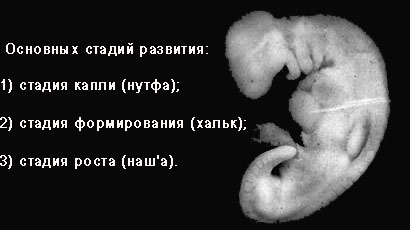 Стадии развития человеческого эмбриона (часть 2)