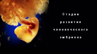 Стадии развития человеческого эмбриона (часть 1)