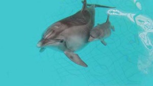 Дельфины ухаживают за потомством