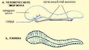 Рисунок 1. Рисунки, иллюстрирующие схожесть во внешнем виде пиявки и человеческого эмбриона на стадии аляк.