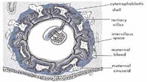 Рисунок 3. На этом микрофотографическом снимке мы видим подвешенное состояние эмбриона (знак В) во время стадии аляк (15-дневного) в утробе матери. Натуральный размер эмбриона около 0.6 мм.