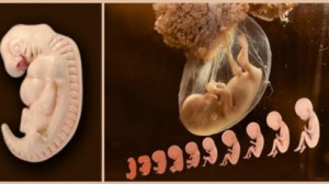 Коран по поводу развития человеческого эмбриона