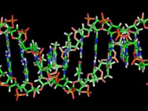 Чудо-молекула ДНК
