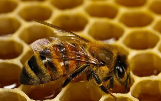 Пчела 1