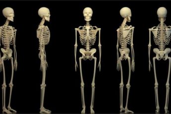 устройство человека