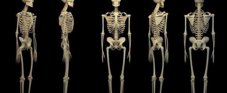 устройство человека