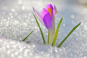 Природа – создание Бога (2)